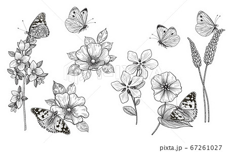 Hand Drawn Monochrome Wildflowers And Butterfliesのイラスト素材
