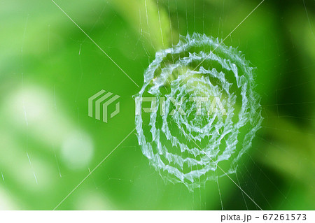 ウズグモの一種の巣 ウズグモの一種の巣 67261573