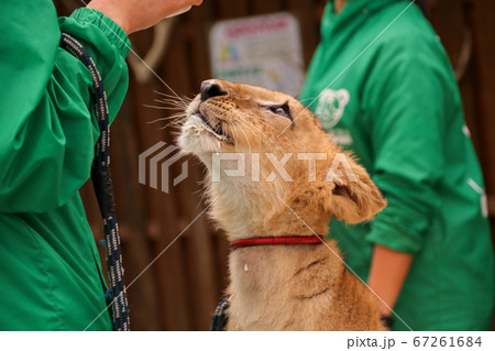 ミルク待ちのライオンの赤ちゃん 67261684