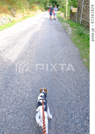 Fox terrier dog on a leash 67261829