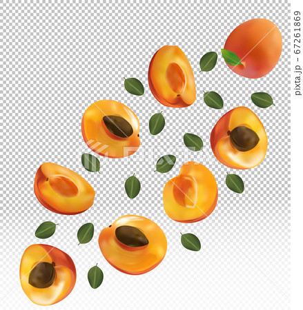 Set of apricot with leaves on transparent background. Apricot fruits are whole and cut in half. Useful ripe fresh apricot rich in vitamins, natural product. Realistic vector illustration. 67261869