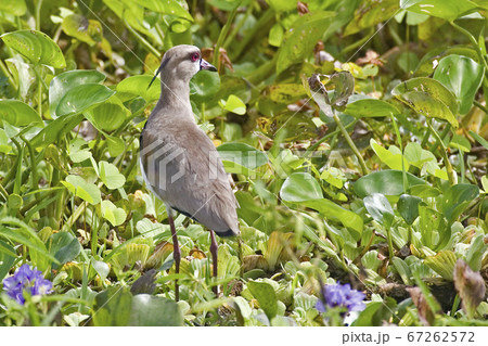 Southern Lapwing, Vanellus chilensis, view in 67262572