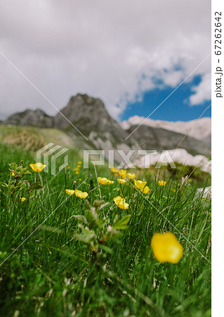 summer wildflowers in mountains landscape 67262642