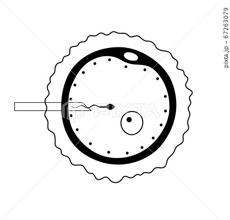 Reproductive system concept Reproductive system concept 67263079