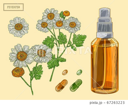 Feverfew branch and flowers and sprayer 67263223