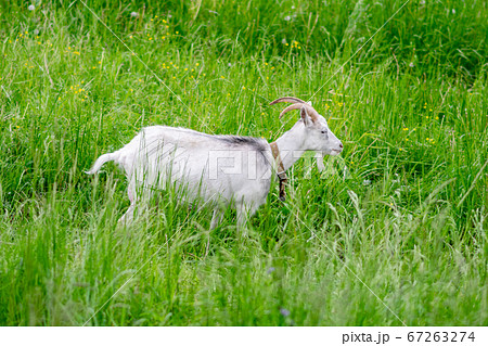 Goat in a field on a paddock on the grass. Goat in a field on a paddock on the grass. 67263274