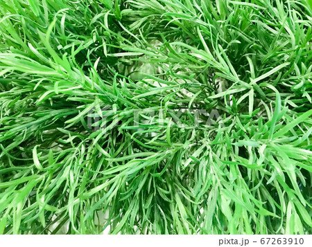 Texture of natural green oblong beautiful leaves Texture of natural green oblong beautiful leaves 67263910