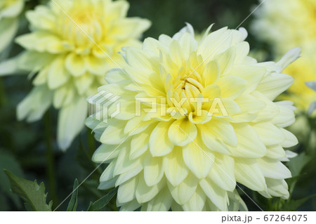 ダリアの花 ダリアの花 67264075