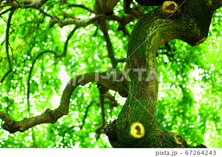滋賀県草津市、水生植物公園みずの森の風景、植物公園の風景【7月】 67264243
