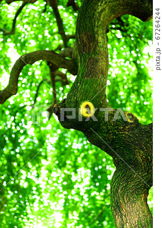 滋賀県草津市、水生植物公園みずの森の風景、植物公園の風景【7月】 67264244