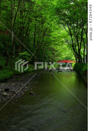 静岡県周智郡森町 小國神社の新緑 静岡県周智郡森町 小國神社の新緑 67264349