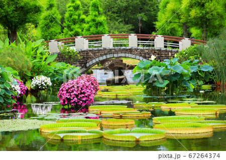 滋賀県草津市 水生植物公園みずの森の風景 植物公園の風景 7月 の写真素材