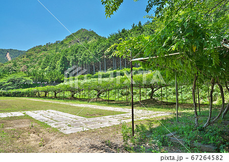 【白毫寺】 兵庫県丹波市市島町白毫寺 67264582
