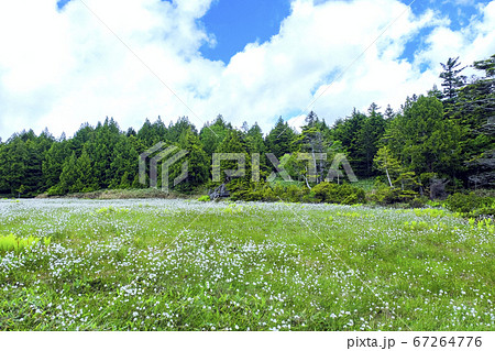わたすげ咲く湿原と森 67264776