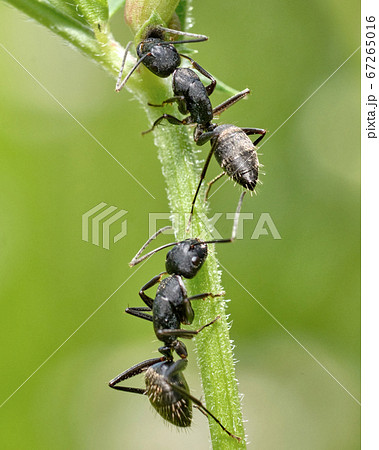 はやく登ってくれよ　茎を登るクロオオアリ 67265016