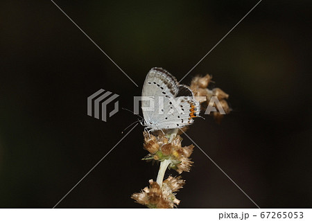 ツバメシジミ ツバメシジミ 67265053