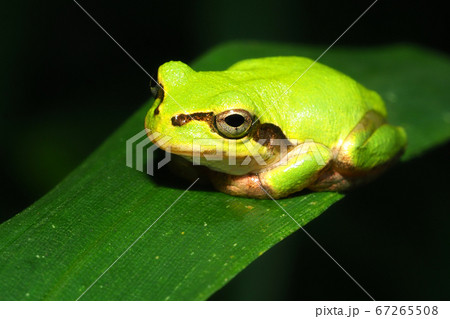 ニホンアマガエル ニホンアマガエル 67265508