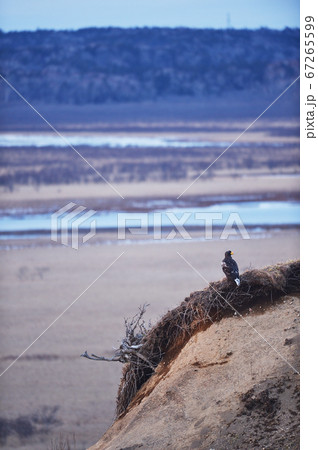 霧多布湿原と若いオオワシ（北海道） 67265599