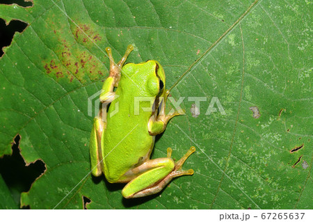 ニホンアマガエル 67265637