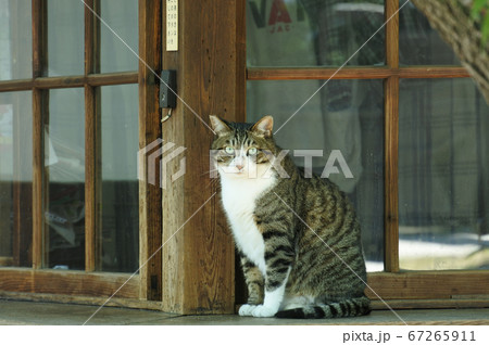 キジシロの猫 ガラス戸の前に座って正面を見る。 キジシロの猫 ガラス戸の前に座って正面を見る。 67265911