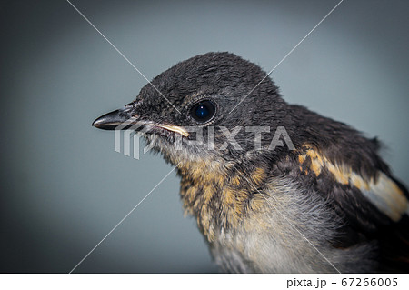 Close-up of a young Magpie or Pica Pica 67266005