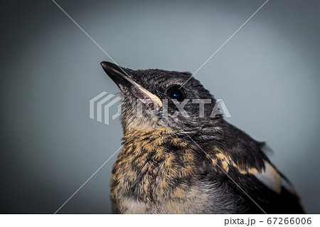 Close-up of a young Magpie or Pica Pica 67266006