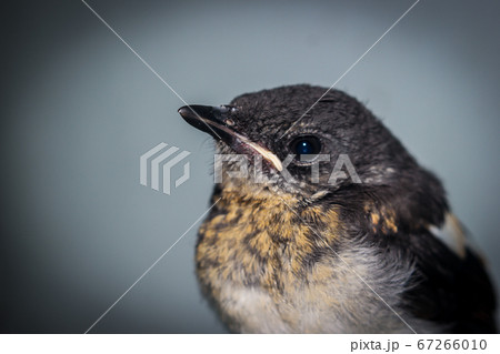 Close-up of a young Magpie or Pica Pica Close-up of a young Magpie or Pica Pica 67266010