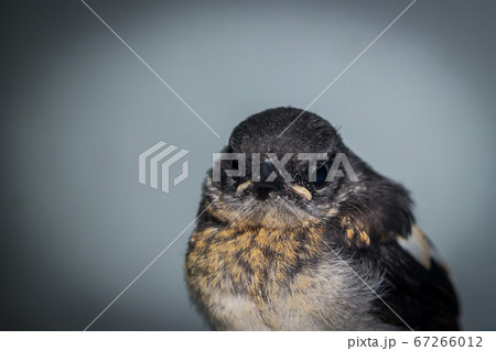 Close-up of a young Magpie or Pica Pica Close-up of a young Magpie or Pica Pica 67266012