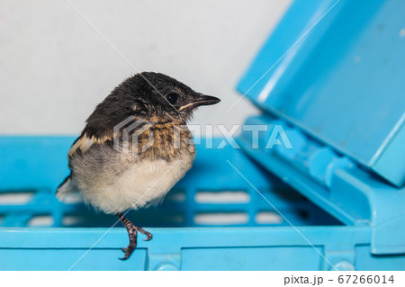 Close-up of a young Magpie or Pica Pica Close-up of a young Magpie or Pica Pica 67266014