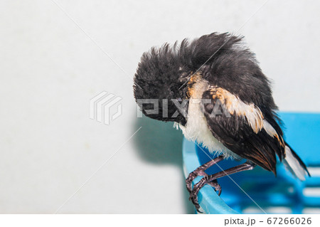 Close-up of a young Magpie or Pica Pica 67266026