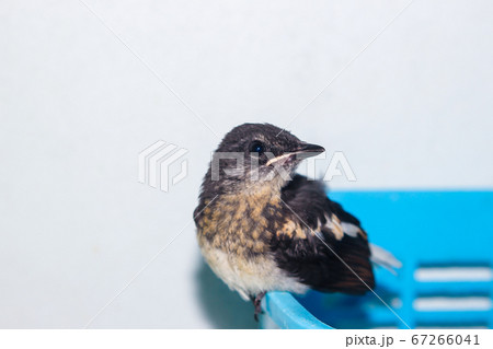 Close-up of a young Magpie or Pica Pica Close-up of a young Magpie or Pica Pica 67266041