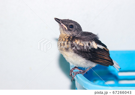 Close-up of a young Magpie or Pica Pica Close-up of a young Magpie or Pica Pica 67266043