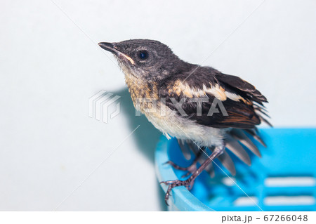 Close-up of a young Magpie or Pica Pica Close-up of a young Magpie or Pica Pica 67266048