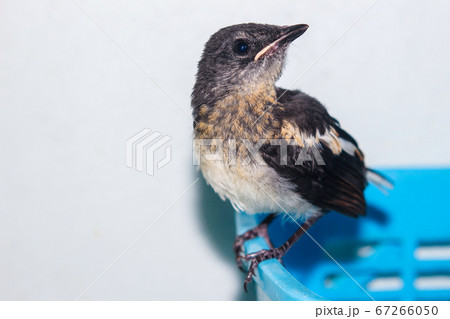 Close-up of a young Magpie or Pica Pica Close-up of a young Magpie or Pica Pica 67266050