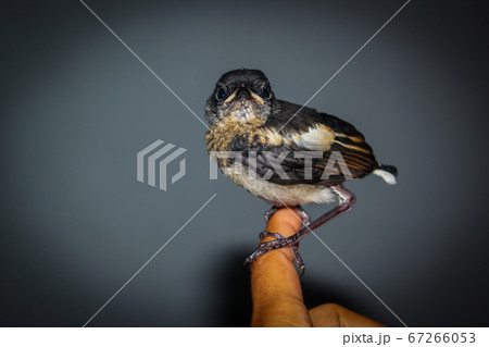 Close-up of magpie on human hand Close-up of magpie on human hand 67266053