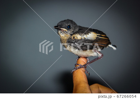 Close-up of magpie on human hand Close-up of magpie on human hand 67266054