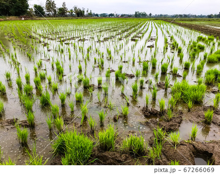 rice growing in the paddy field 67266069