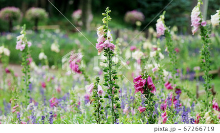 背景ぼかしのジギタリスの花 背景ぼかしのジギタリスの花 67266719