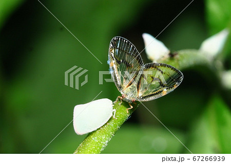 スケバハゴロモとアオバハゴロモ 67266939