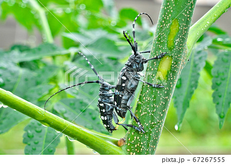 カミキリムシ (交尾) 67267555