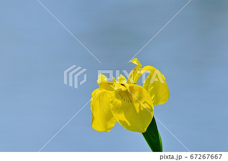 水面をバックに咲く満開の黄色いカキツバタ 67267667