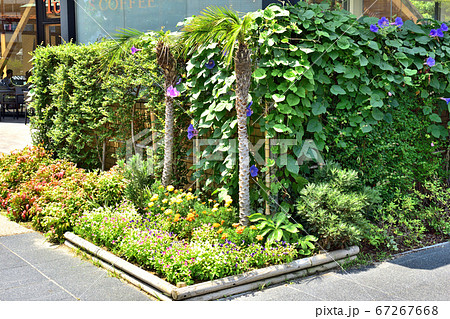 大阪天王寺街中に見かける花々　8月 67267668