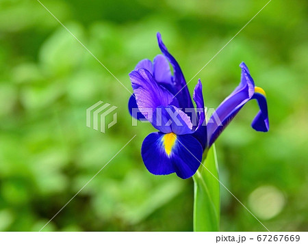 グリーンバックに咲く満開のカキツバタ 67267669