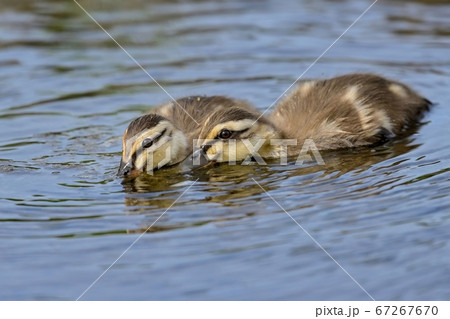 仲良く食事するカルガモの幼鳥 67267670