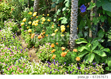 大阪天王寺街中に見かける花々　8月 67267671