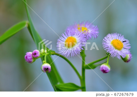 光を浴びて輝く満開のハルジオンの花の写真素材