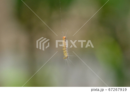 チャドクガの幼虫 67267919