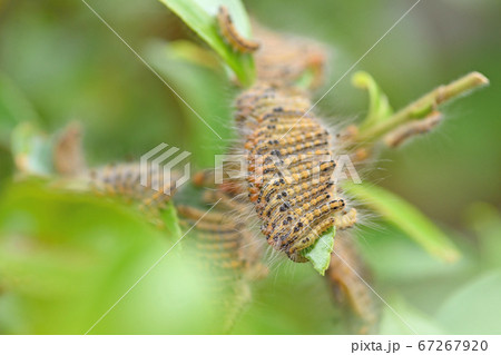 チャドクガの幼虫 67267920