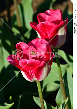 アフェアーと推定されるチューリップの濃いピンクと白の2色の花をアップで撮影した写真の写真素材 67267935 Pixta
