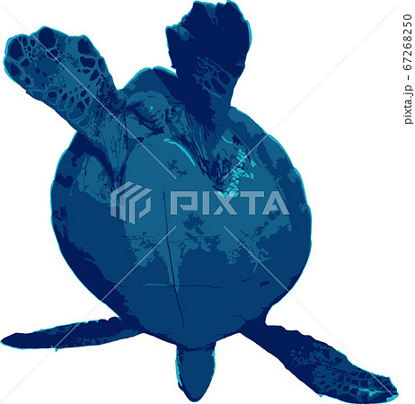 空を飛ぶウミガメ 67268250